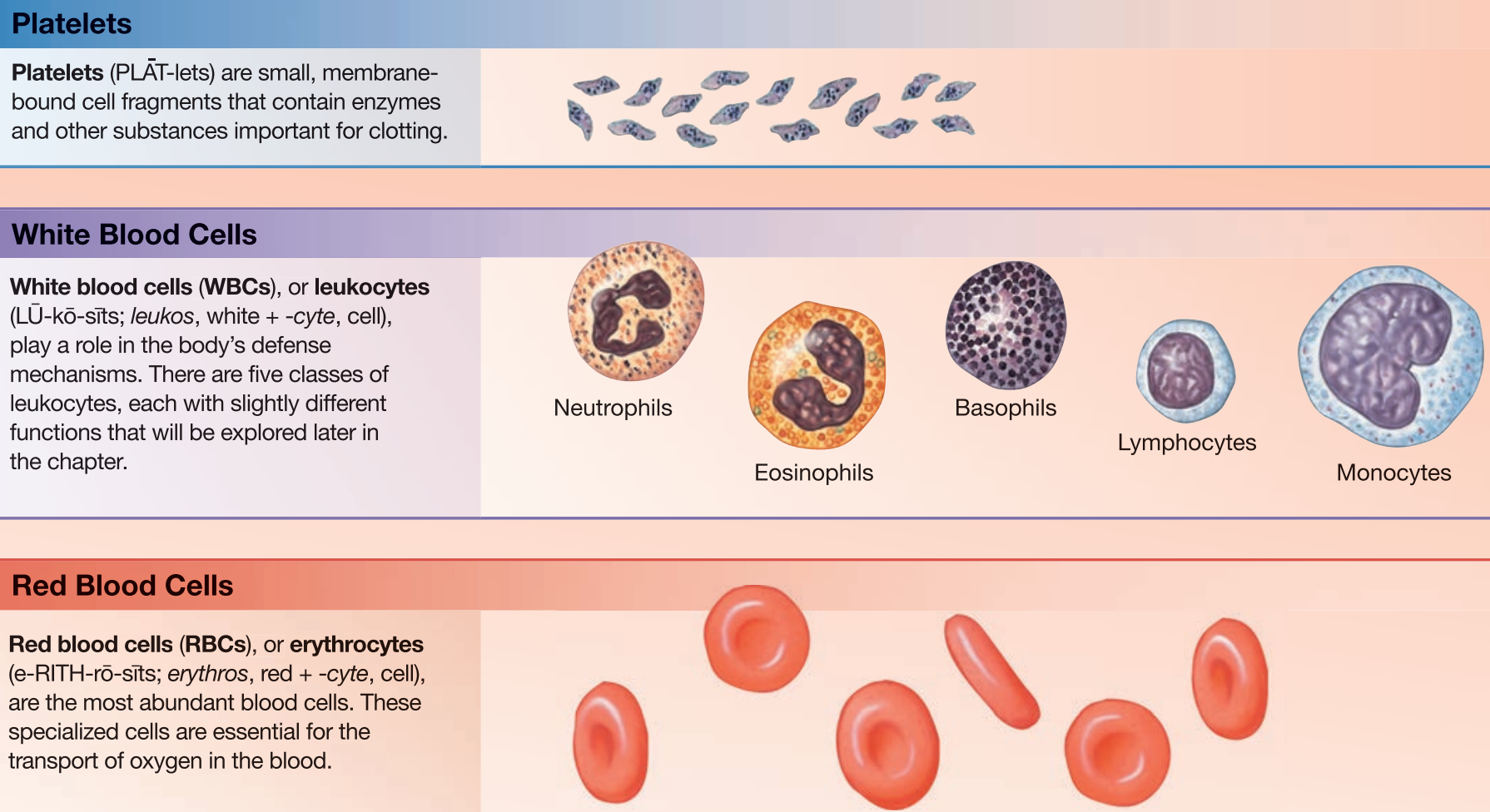 <p>Red Blood Cells / Erythrocytes</p><ul><li><p>transports ocygen</p></li></ul><p>White Blood Cells / Leukocytes</p><ul><li><p>component of immune system</p></li></ul><p>Platelets</p><ul><li><p>cell fragments involved in clotting</p></li></ul><p></p>