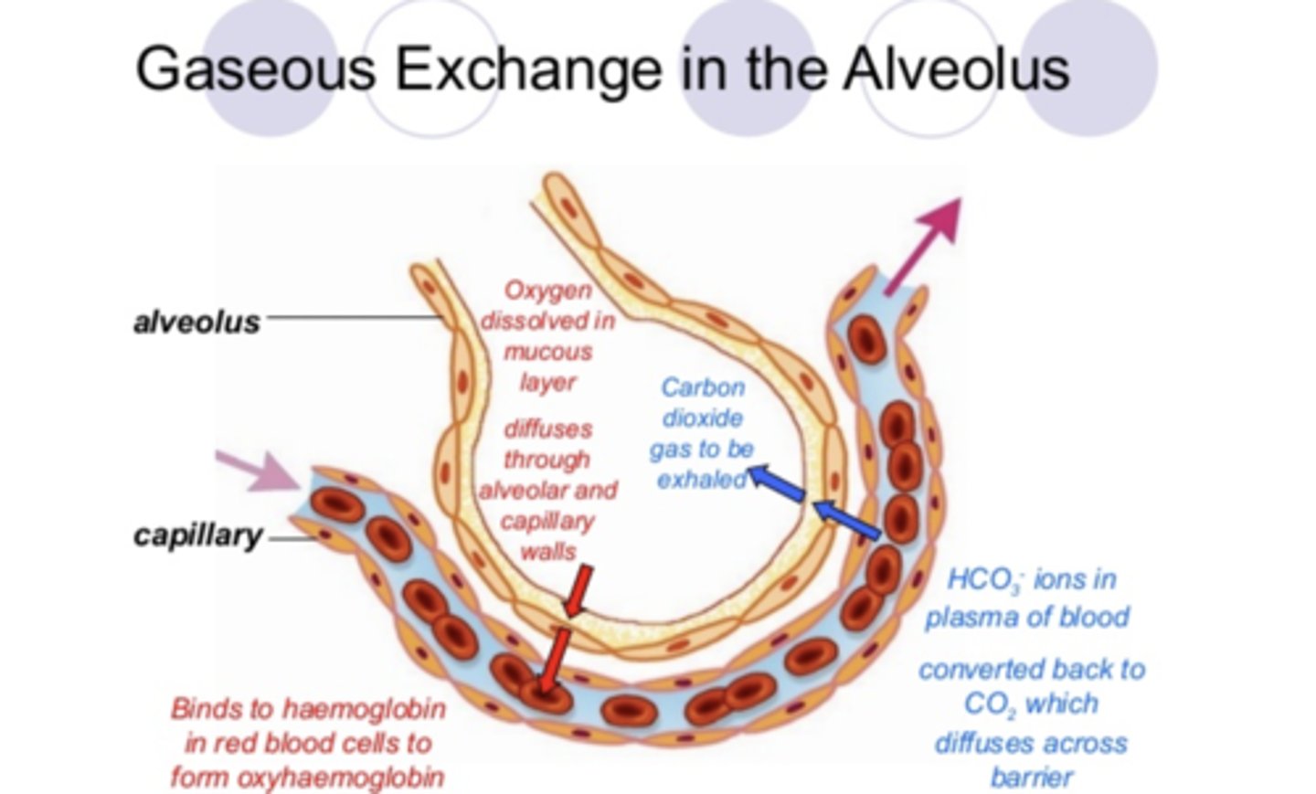<p>-network of capillaries which provide a good blood supply</p><p>-the membrane in the alveoli has a large surface area and is one cell thick increasing the rate of diffusion and proving a short pathway for diffusion</p>