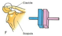 <p>Type of synovial joint. <span>Joint surfaces are flat. Gliding movement; back-and-forth and side-to-side. Ex. Between tarsals, between carpals. </span></p>