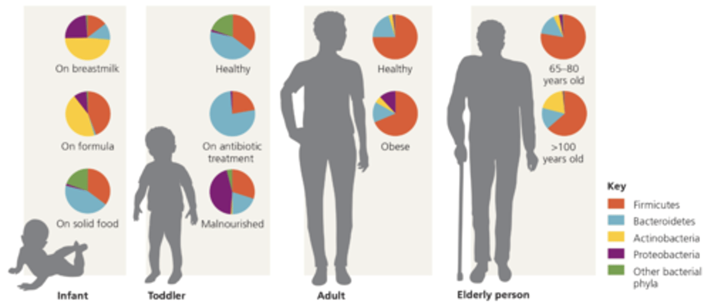 <p>collection of microorganisms living in and on your body</p><p>factors like diet, disease, &amp; age</p>