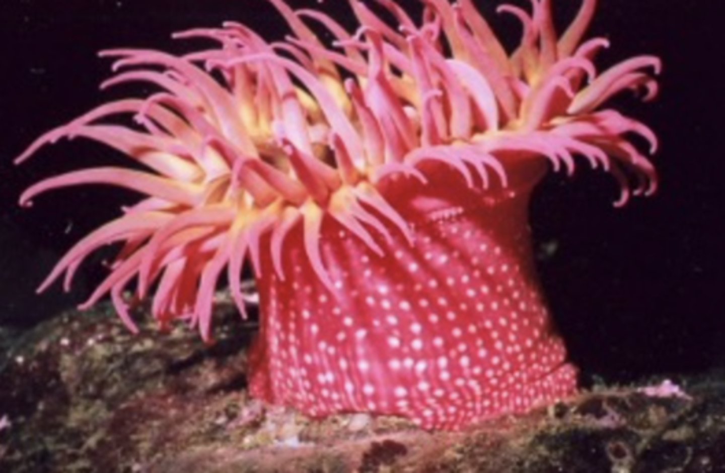 <p>1. Two embryonic layers</p><p>2. Endoderm and ectoderm</p><p>3. Diploblastic</p>