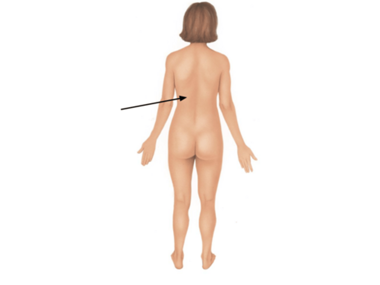 <p>Back</p>