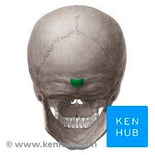 <p>occipital bone</p>