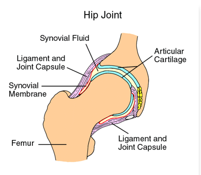 <p><strong>Ligaments: </strong>Connect bones</p><p><strong>Tendons: </strong>Connect bones to muscle</p>
