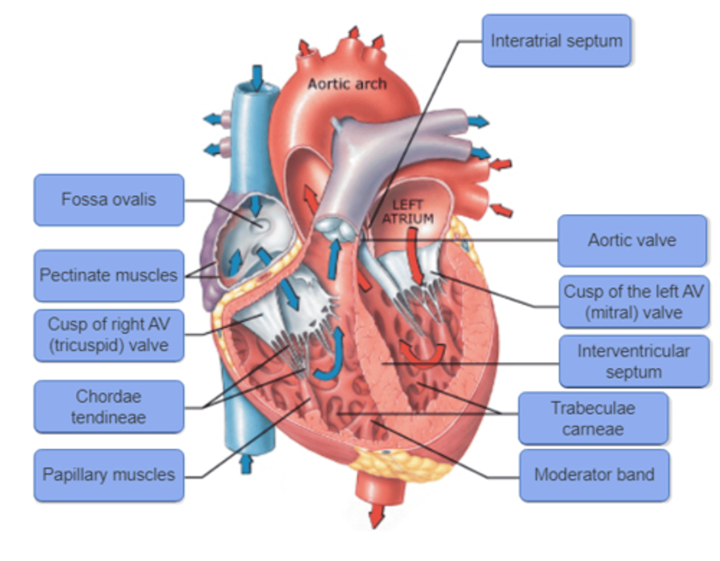 knowt flashcard image