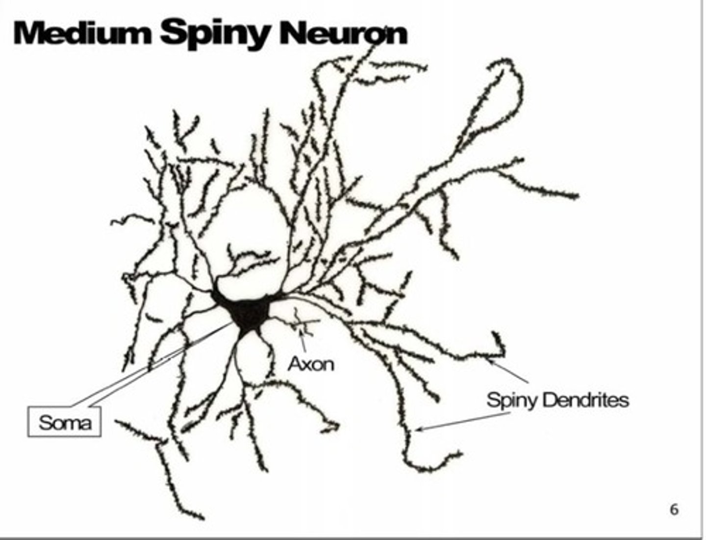 <p>medium spiny neurons</p>