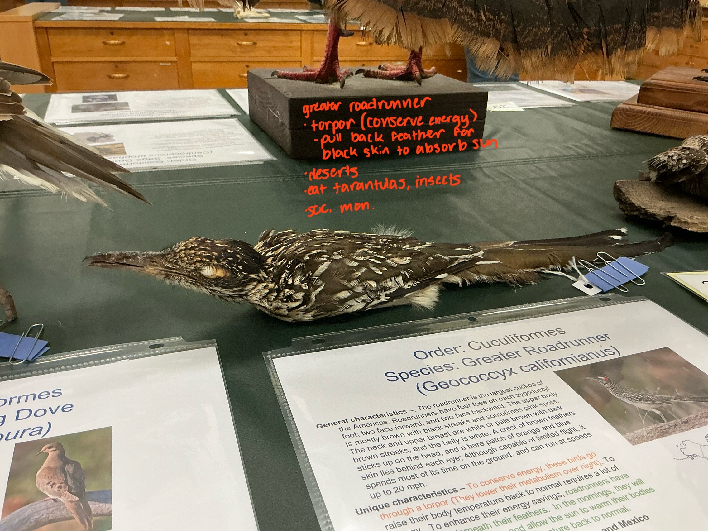 <p>What order is the Greater Roadrunner? What is unique about them?</p>