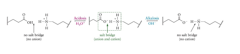<ul><li><p>a proton is removed from the amine, disrupting the salt bridge</p></li></ul>
