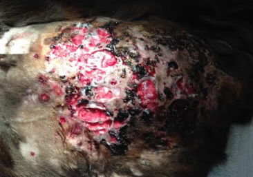 <p><span>Pythiosis</span></p>