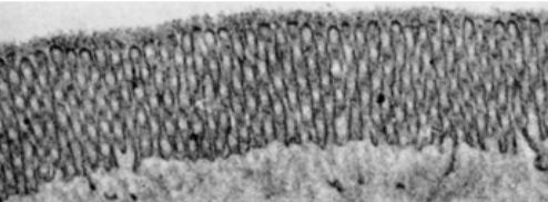 <p>increase membrane surface area for increased absorption or secretion </p>