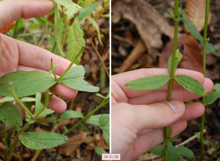 <p>sessile almost perfoliate leaves, glossy obovate to lanceolate entire leaves</p>