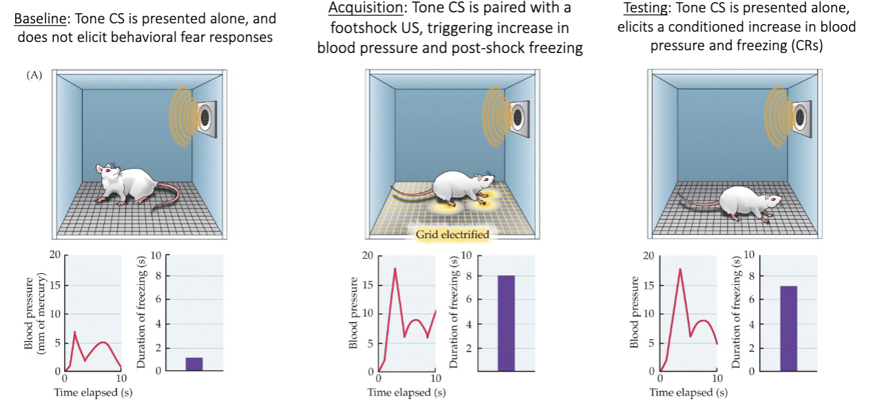 <p>Process where people and animals can be trained to be afraid of cues that predict danger</p>