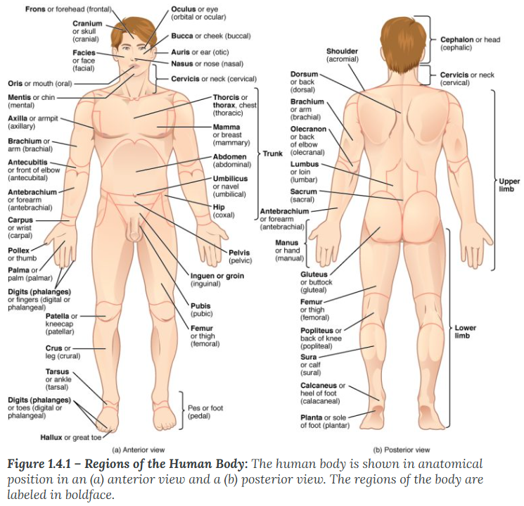 <p><span style="line-height: 20.925px;"><span>describes the back or direction toward the back of the body. The popliteus is posterior to the patella. </span></span></p>