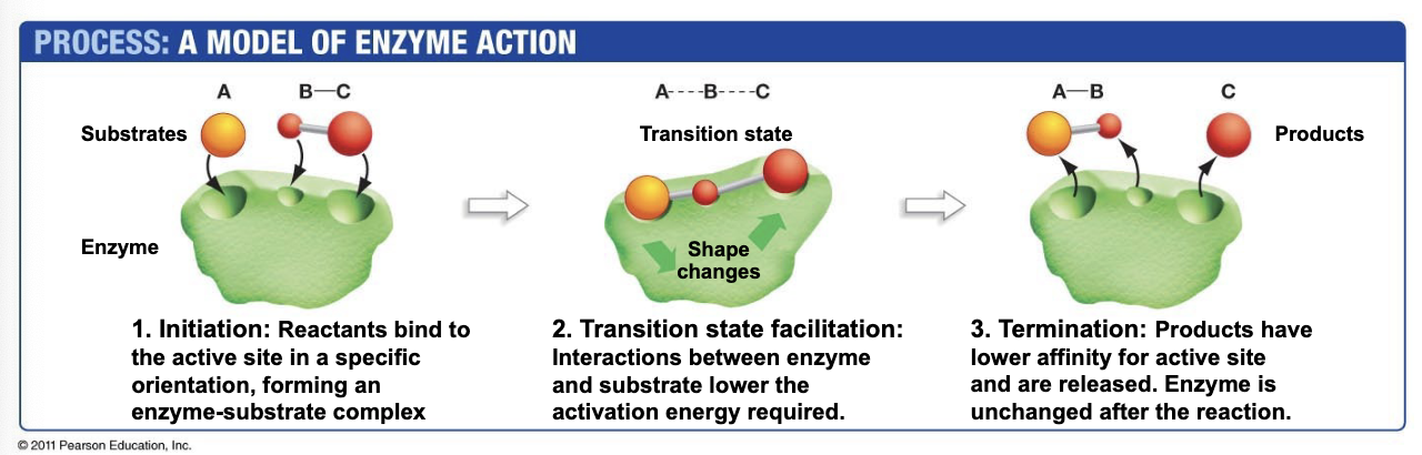 <p>They lower the activation energy → look at diagram</p><ol><li><p>Initiation</p></li><li><p>Transition state facilitation</p></li><li><p>Termination</p></li></ol><p></p>