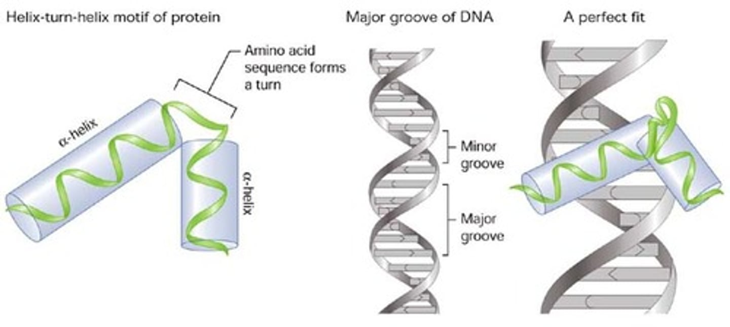 <p>A protein domain composed of two α helices joined by a short strand of amino acids and is found in many DNA-binding proteins.</p><p>- is responsible for recognizing the promoter</p><p>----------------------</p><p>Within sigma factor:</p><p>- fits in the major groove on the DNA strand</p>
