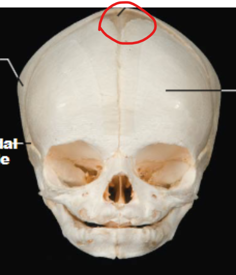 <p>Located at the top of the skull between the frontal and parietal bones. It’s the largest fontanel and typically closes around 18-24 months after birth.</p>