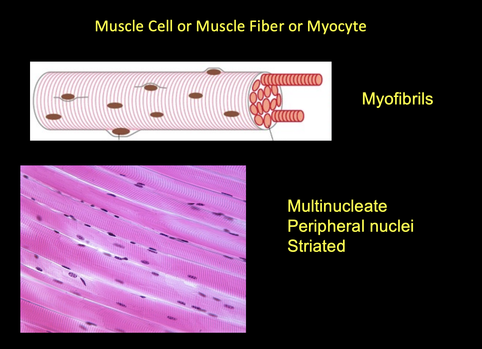<p><span style="background-color: transparent;"><span>muscle fiber or myocyte</span></span></p><p><span style="background-color: transparent;"><strong><span>multinucleate</span></strong></span></p><p><span style="background-color: transparent;"><strong><span>striated</span></strong><span> (striped)</span></span></p>
