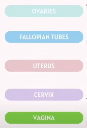 <p>Female Reproductive System Anatomy</p><p>Identify the function of each part.</p><p></p><p></p><table style="width: 100px"><colgroup><col style="width: 100px"></colgroup><tbody><tr><th colspan="1" rowspan="1" colwidth="100"><p><strong>Structure</strong></p></th></tr><tr><td colspan="1" rowspan="1" colwidth="100"><p><strong>Ovaries (</strong>What hormones do Ovaries produce<strong>)</strong></p></td></tr><tr><td colspan="1" rowspan="1" colwidth="100"><p><strong>Fallopian Tubes</strong></p></td></tr><tr><td colspan="1" rowspan="1" colwidth="100"><p><strong>Uterus (Womb)</strong></p></td></tr><tr><td colspan="1" rowspan="1" colwidth="100"><p><strong>Cervix</strong></p></td></tr><tr><td colspan="1" rowspan="1" colwidth="100"><p><strong>Vagina</strong></p></td></tr></tbody></table><p></p>