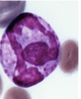 <p>What kind of granulocyte is indicated in the image?</p>