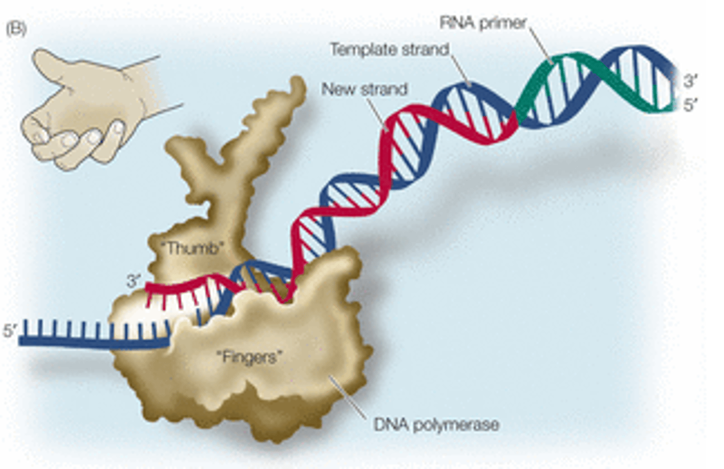 <p>proof reading by replacing any incorrect nucleotides</p>