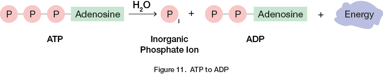 <p>What does this illustration depict?</p>