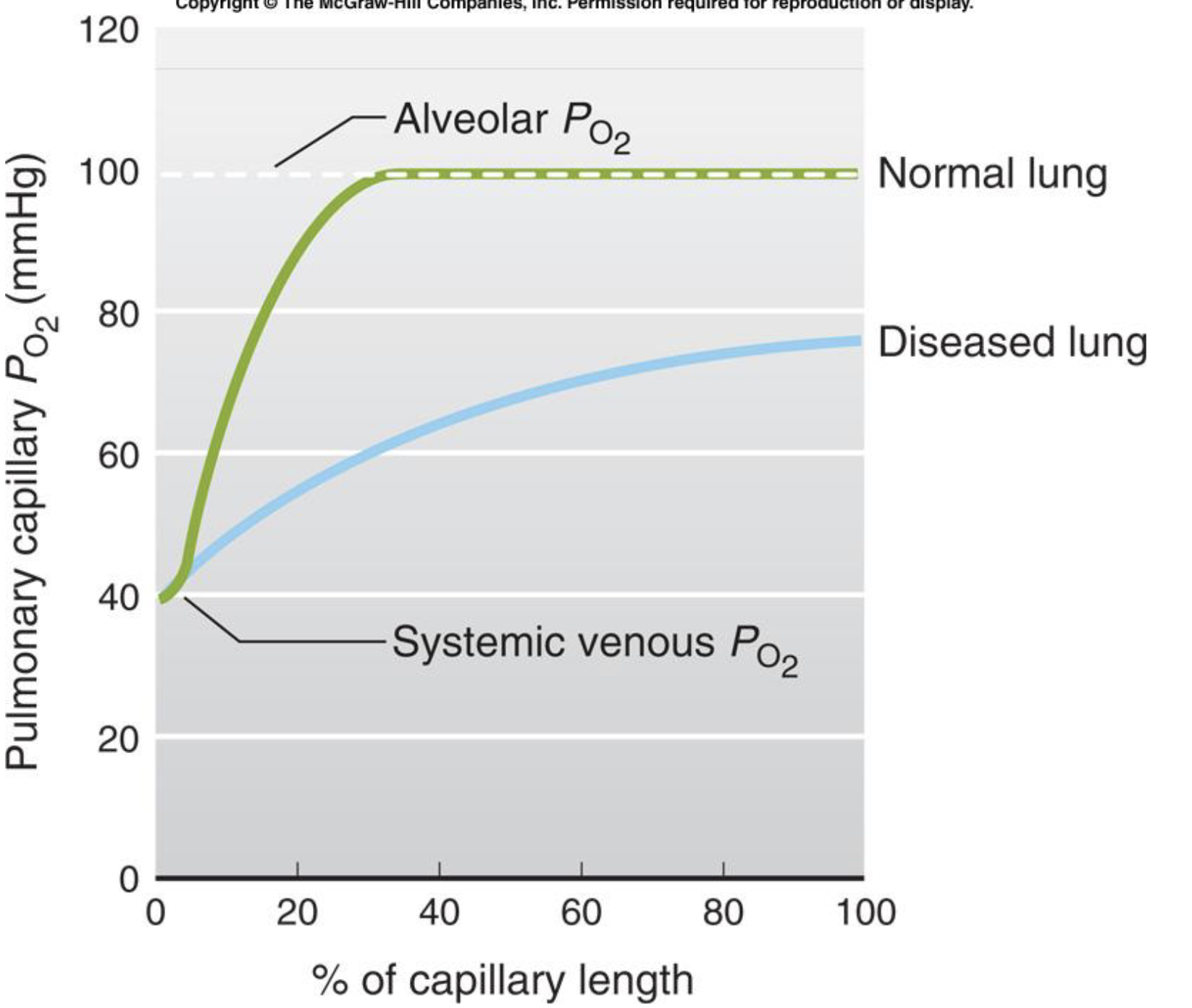 <p>blood is 1/3 of the way through the capillary when it is fully loaded with O2</p><p></p>