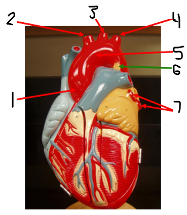 <p><span><span>Name structure 3</span></span></p>