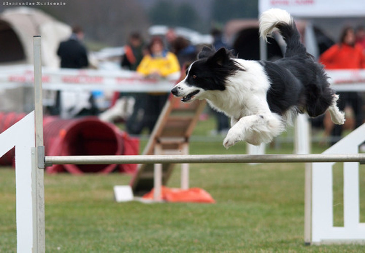 <p>Agility</p>