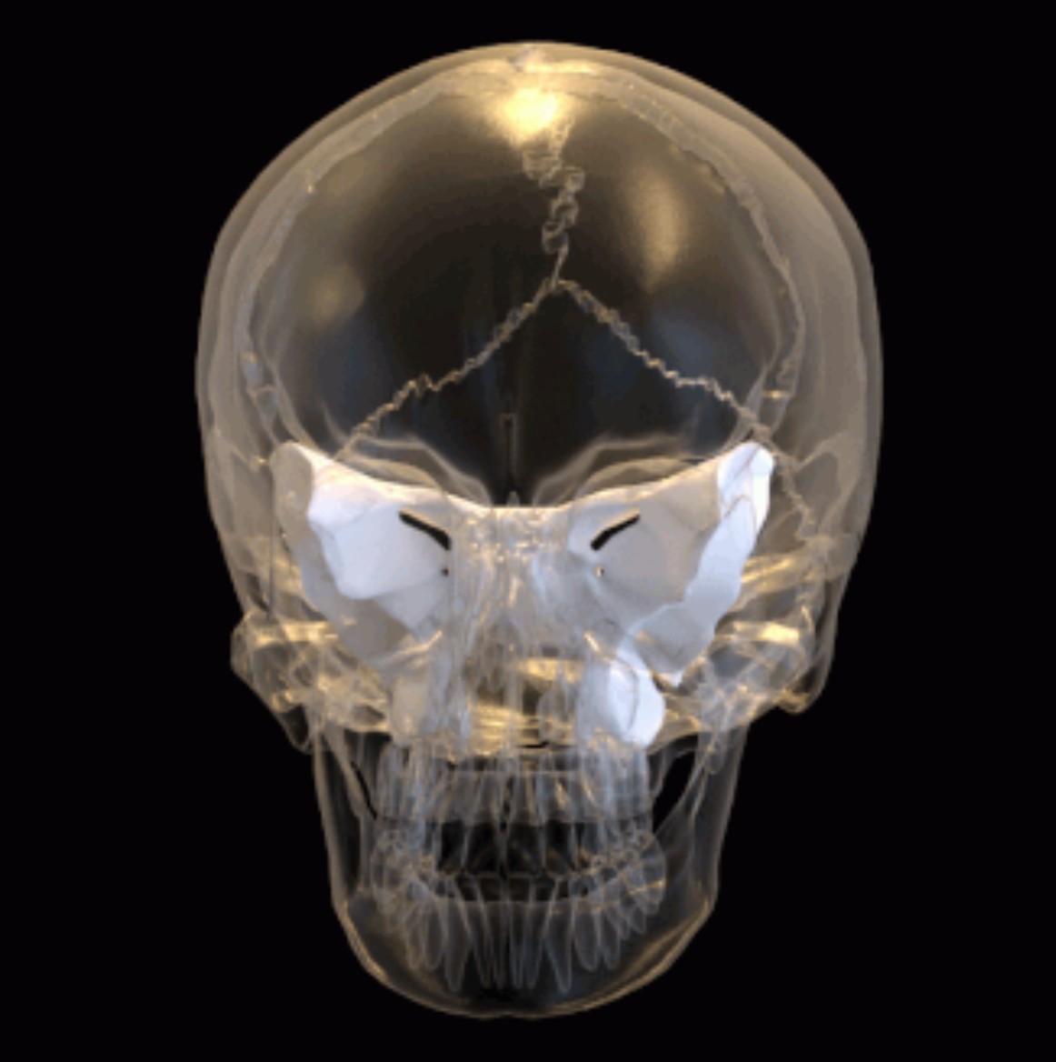 <p>Sphenoid bone (see through)</p>