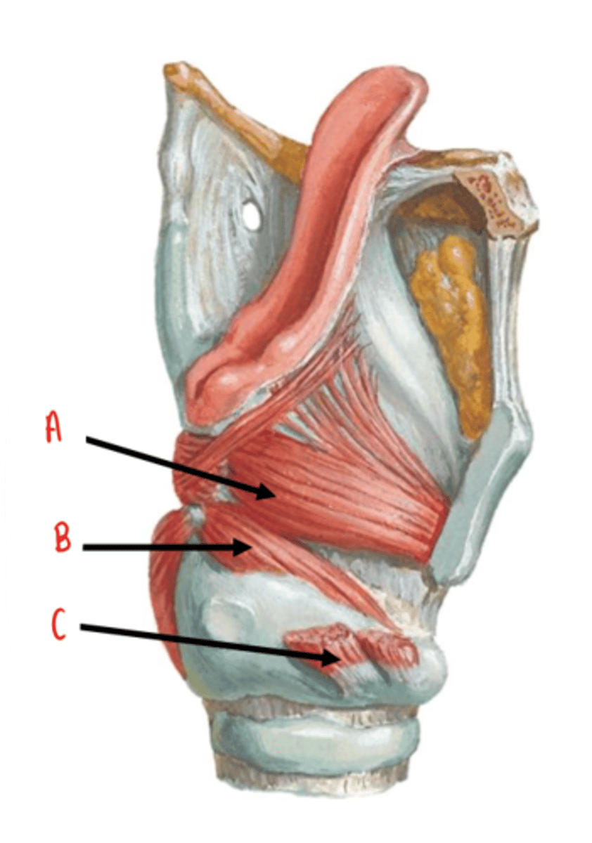 <p>identify A</p>