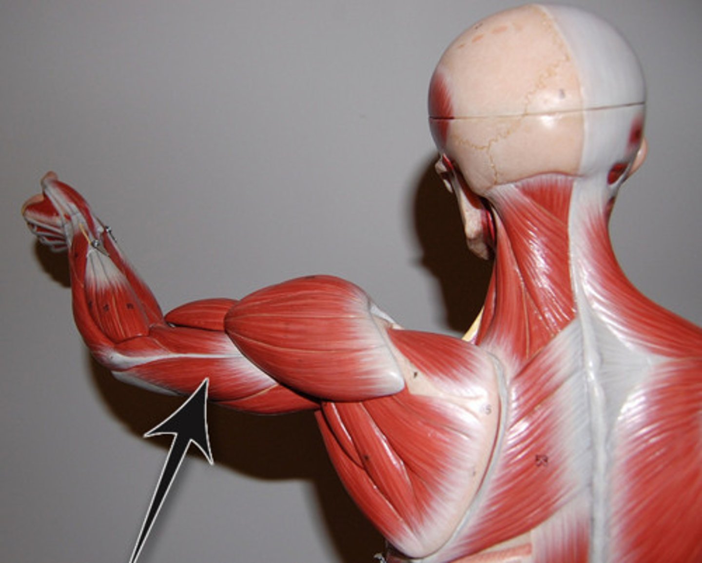 <p>extends forearm at elbow</p>