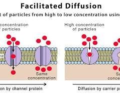 <p>Facilitated diffusion</p>