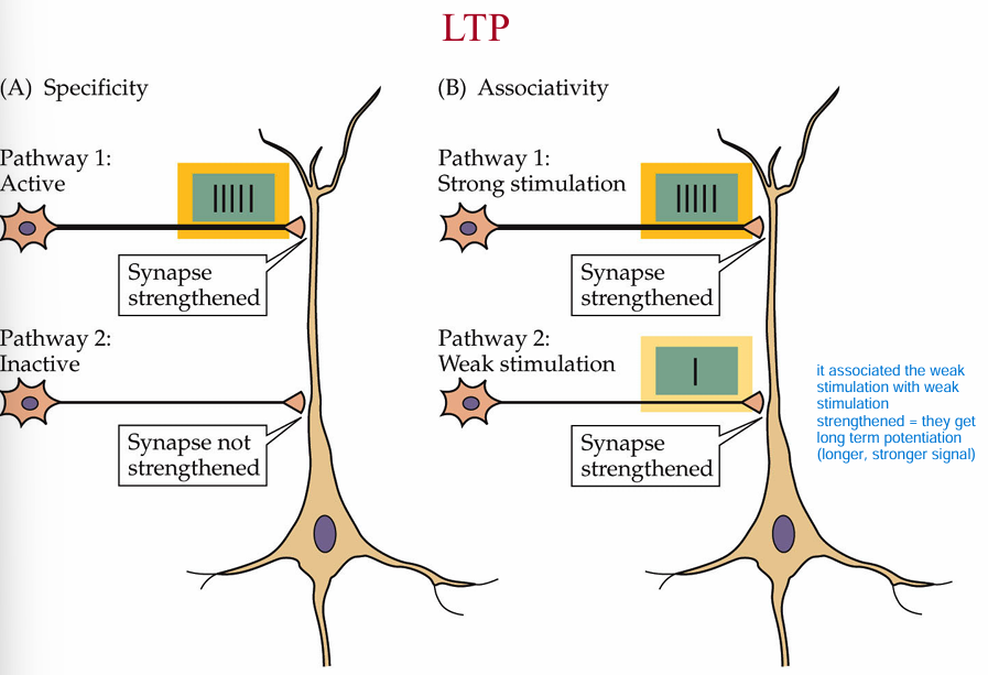 <p>If only one synapse is stimulated and the other is left unactive, there is no LTP in the inactive synapse. </p><p>If one synapse receives strong stimulation and the other weak, it will result in LTP in both synapses</p>