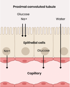 <p>1. Sodium ions are actively transported out of epithelial cells into the capillary</p><p>2. Sodium ions then moves from the PCT into the epithelial cells by facilitated diffusion, down its concentration gradient</p><p>3. This brings glucose into the epithelial cells against its concentration gradient</p><p>4. Glucose moves into the capillary by facilitated diffusion down its concentration gradient</p>