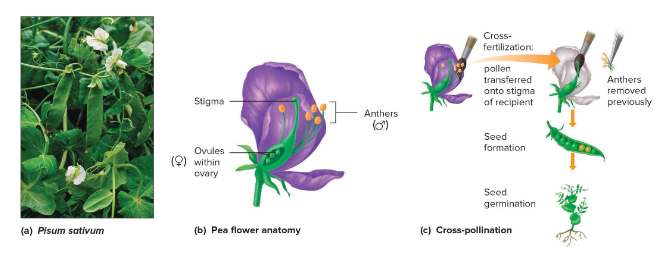 <p>The female anatomy of the pea plant <em>P.sativum</em> that connects to the plant’s ovary.</p>