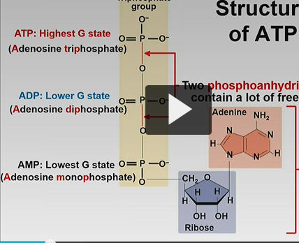 <p>-three phosphate  </p><p>-highest G state </p>