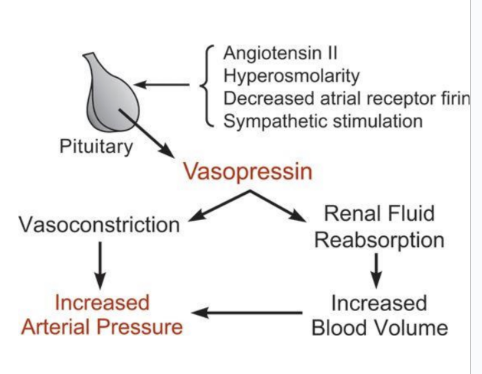 <p>ADH = increases water reabsorption by the kidnesy</p><ul><li><p>increasing water permeability of the collecting duct</p></li></ul><p></p><p>ADH = nonapeptied hormone relased from the posteiro pituitary</p><ul><li><p>two principal sites of action: the kidnesy and blood vessels</p></li></ul><p></p><p>ADH is antidiuretic via renal v2 receptors</p><ul><li><p>constricts arterial blood vessles but hte normal physiolgoic oncentrations of AVP are blow its vasoactive range</p></li></ul><p></p>