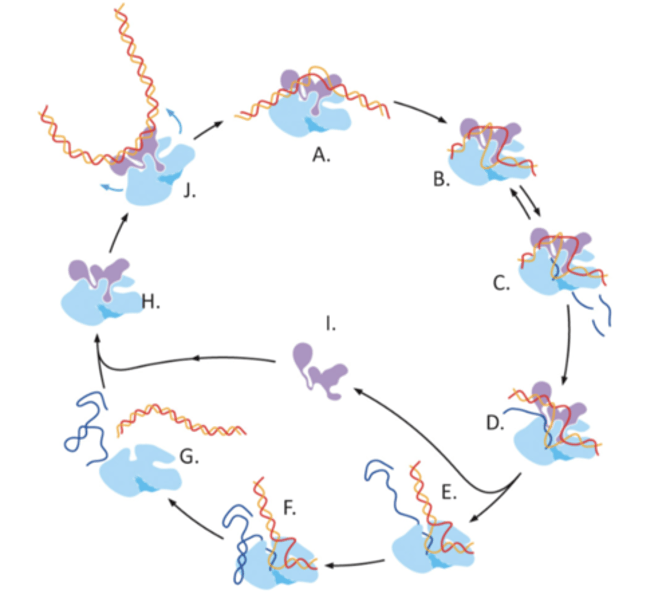 <p>Productive elongation</p><p>The RNA Pol II will continue productive elongation until the entire gene is transcribed</p>