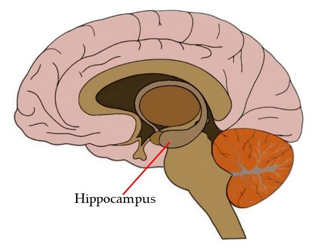 <ul><li><p>embedded in temporal lobe </p></li><li><p>memory, learning, emotion. Holds short-term memories and transfers them to long-term memories</p></li></ul><p></p>