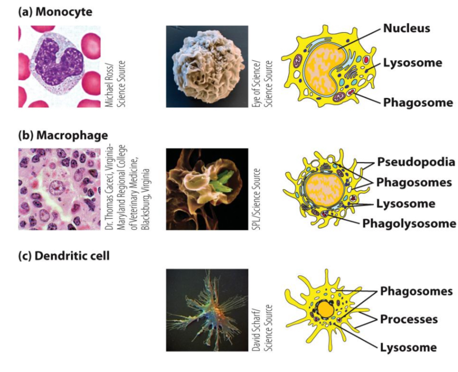 <p>Dendritic cells and macrophages.</p>