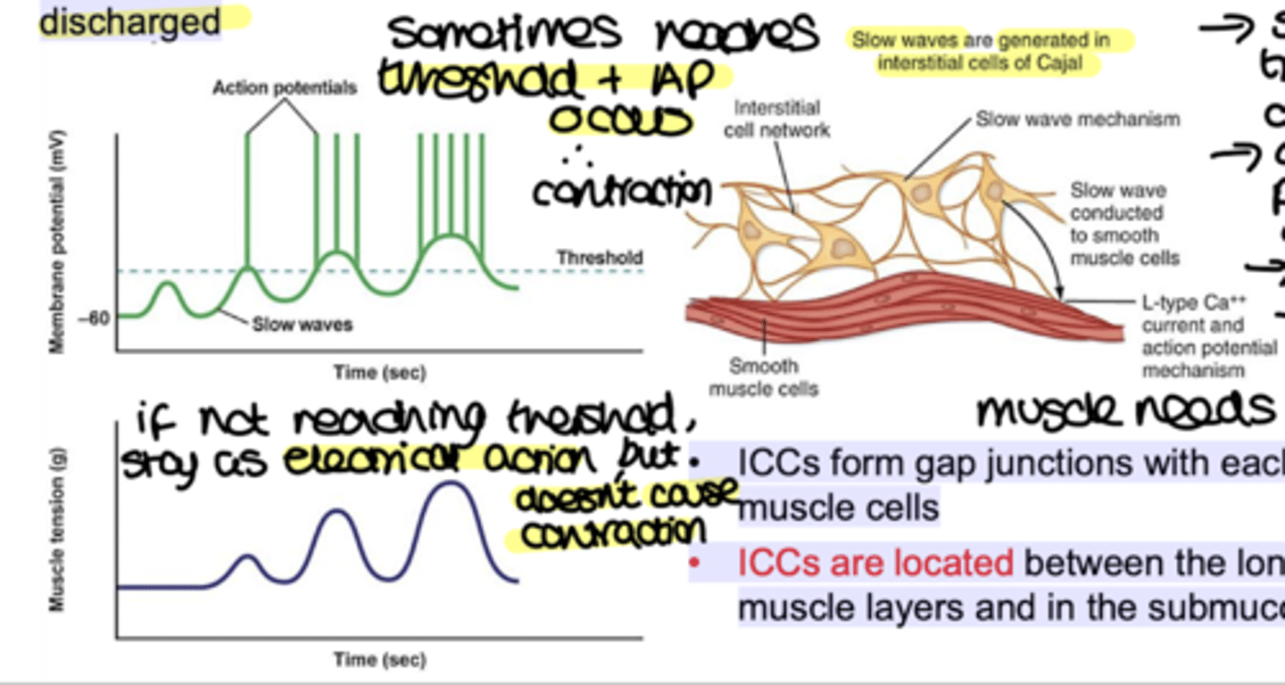 <p>• Slow waves are driven by the interstitial cells of Cajal (ICCs) which are pacemaker cells</p><p>• Contraction only occurs if the slow wave amplitude is sufficient to trigger action potentials (slow wave mediated mainly by triggering Ca2+ channel to open</p><p>- changes membrane potential of cell and may cause action potential (needed for muscle to contract)</p><p>-ICCs form gap junctions with each other and smooth muscle cells</p><p>- ICCs are located between the longitudinal and circular muscle layers and in the submucosa</p>