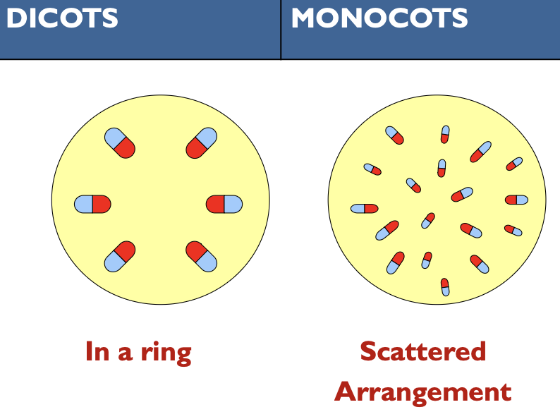 <p>Dicots: in a ring</p><p>Monocots: scattered arrangement</p>