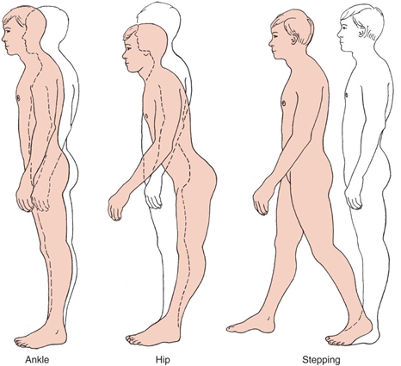 <p>distal --&gt; proximal</p><p>- Ankle strategy: distal</p><p>- Hip strategy: intermediate</p><p>- Stepping strategy: proximal</p><p>Alternate strategies:</p><p>- Reach-and-grasp</p><p>- Parachute response</p><p>- Suspensory strategy</p>