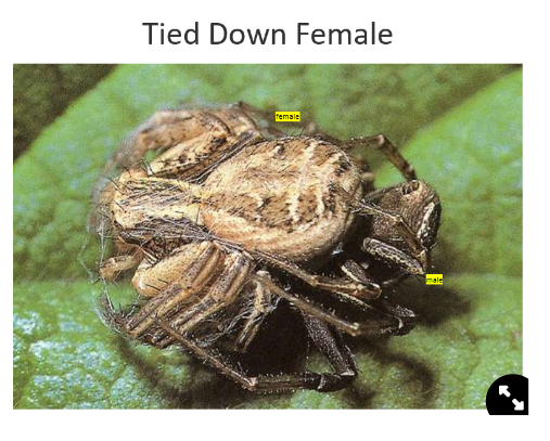<ol><li><p><span>Garden spider→</span> finds a female, waits for her to mature, plucks strands of the web as he approaches her, does not always work</p></li><li><p><span>Crab spider→</span> male grabs female, waits until she stops struggling, ties her up, moves underneath her, copulates, leaves her to get out</p></li><li><p>Nuptial gift→ food offerings of insects wrapped in silk, female is distracted with eating whilst the male copulates</p></li></ol>