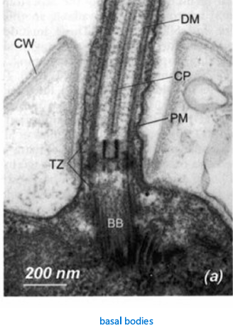 <ul><li><p>an axoneme constant b/w different algae; varies greatly, so it’s a useful indicator of phylogenetic relationships</p></li><li><p>5 transition zones types each having secondary variations</p></li></ul><p></p>