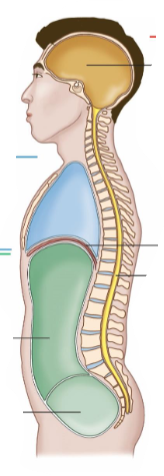 <ul><li><p>It is the front of the body.</p></li><li><p>It is separated into thoracic and abdomen by diaphragm. </p></li></ul><p></p>