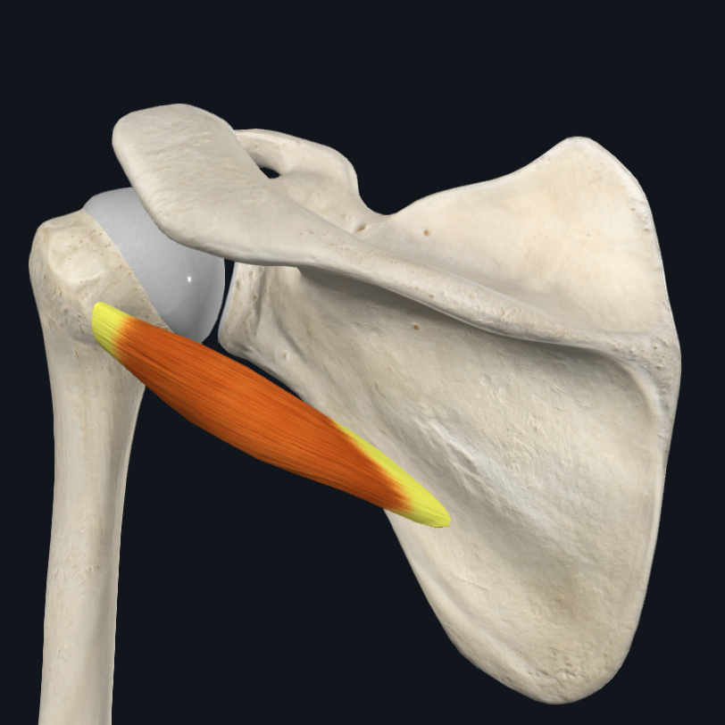 <p>Quelle est l’innervation du <strong><em>musculus teres minor</em></strong>&nbsp;(muscle petit rond) ?</p>