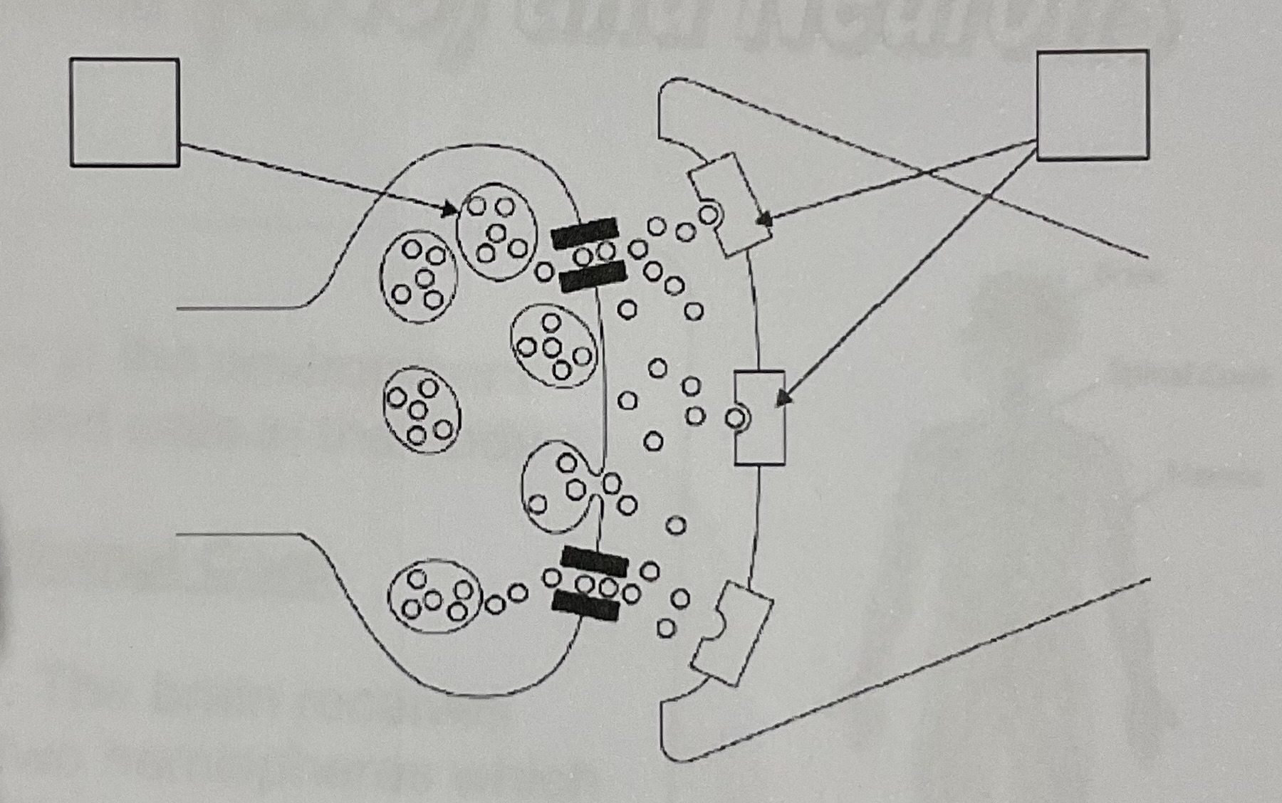 <p>Label the synapse </p>