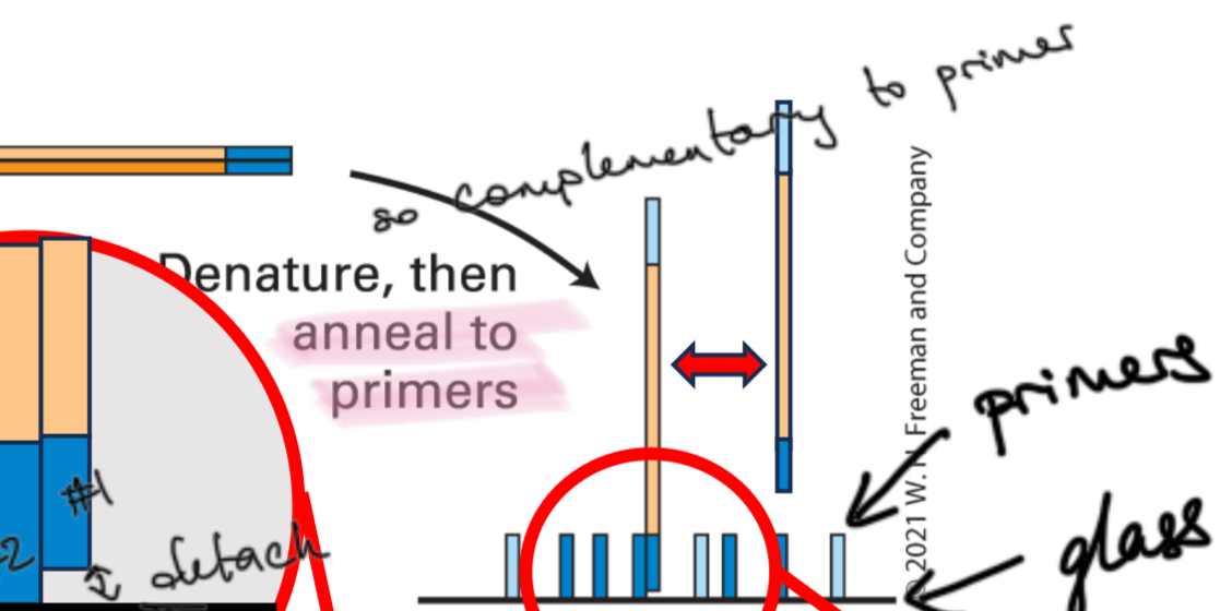 <p>Denature and anneal to primers</p>