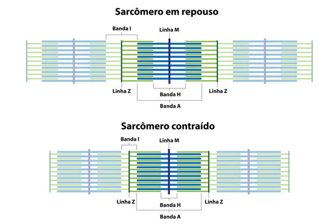 <p>região escura do sarcômero, correspondente ao comprimento total dos filamentos grossos de miosina (com ou sem sobreposição de actina)</p>
